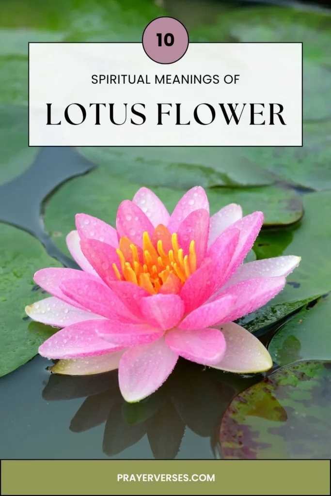10-spiritual-meanings-of-lotus-folower