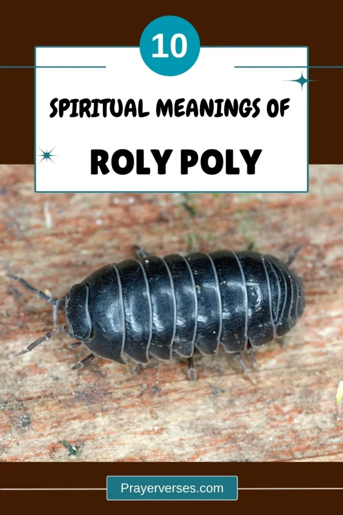 what-does-roly-poly-pill-bug-symbolize-spiritually