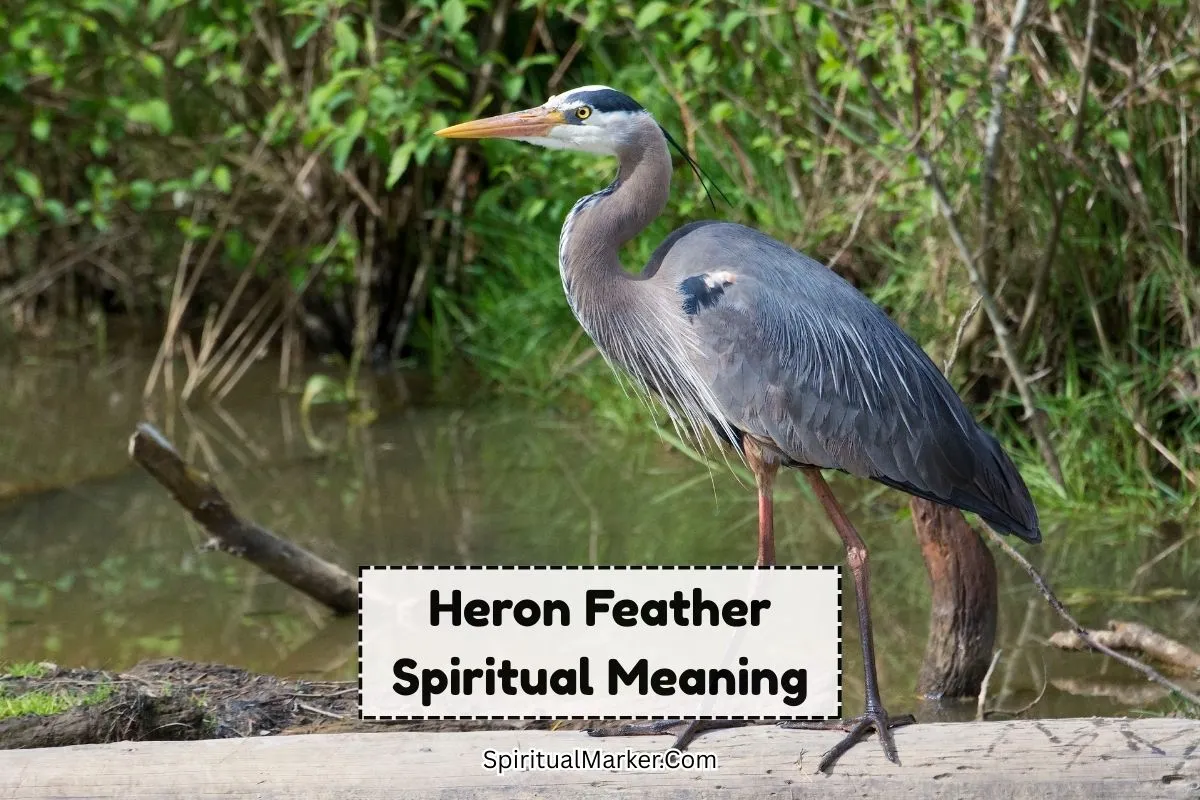 Heron-feather-spiritual-meaning-and-symbolism
