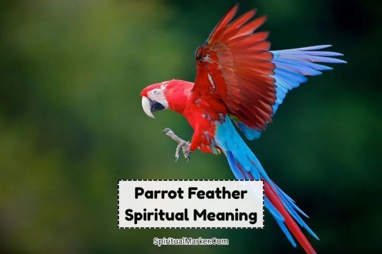 Parrot-feather-spiritual-meaning-and-symbolism