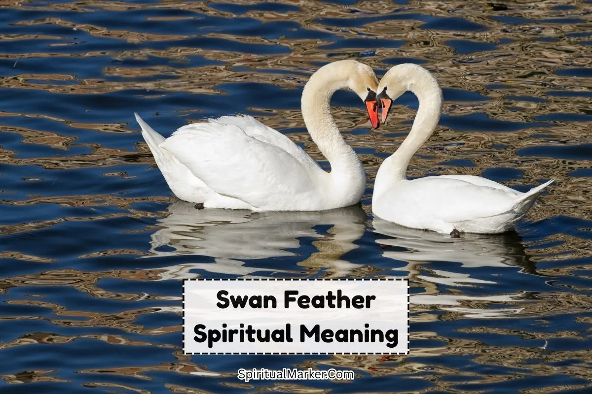 Swan-feather-spiritual-meaning-and-symbolism