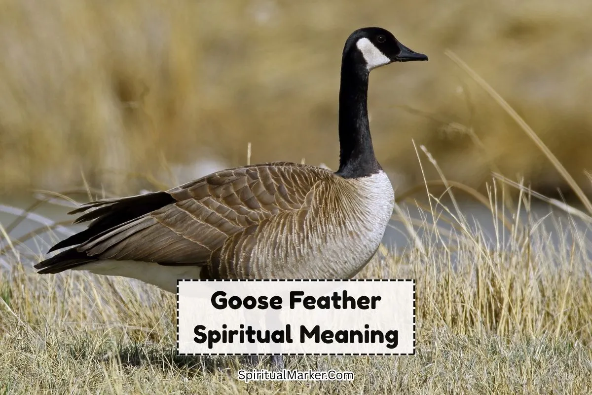 goose-feather-spiritual-meaning-and-symbolism