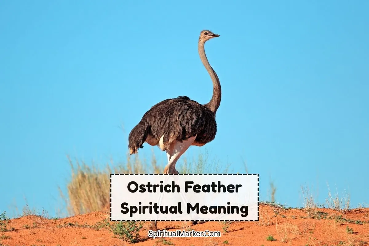 ostrich-feather-spiritual-meaning-and-symbolism