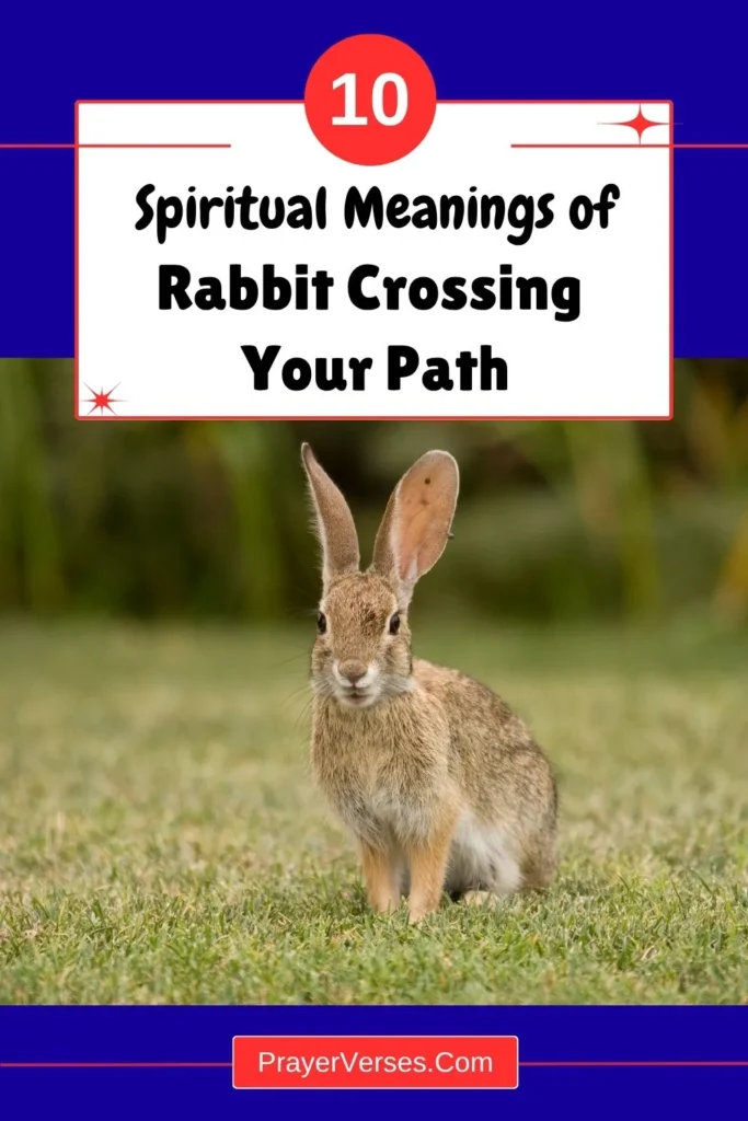 rabbit-crossing-your-path-spiritual-meaning