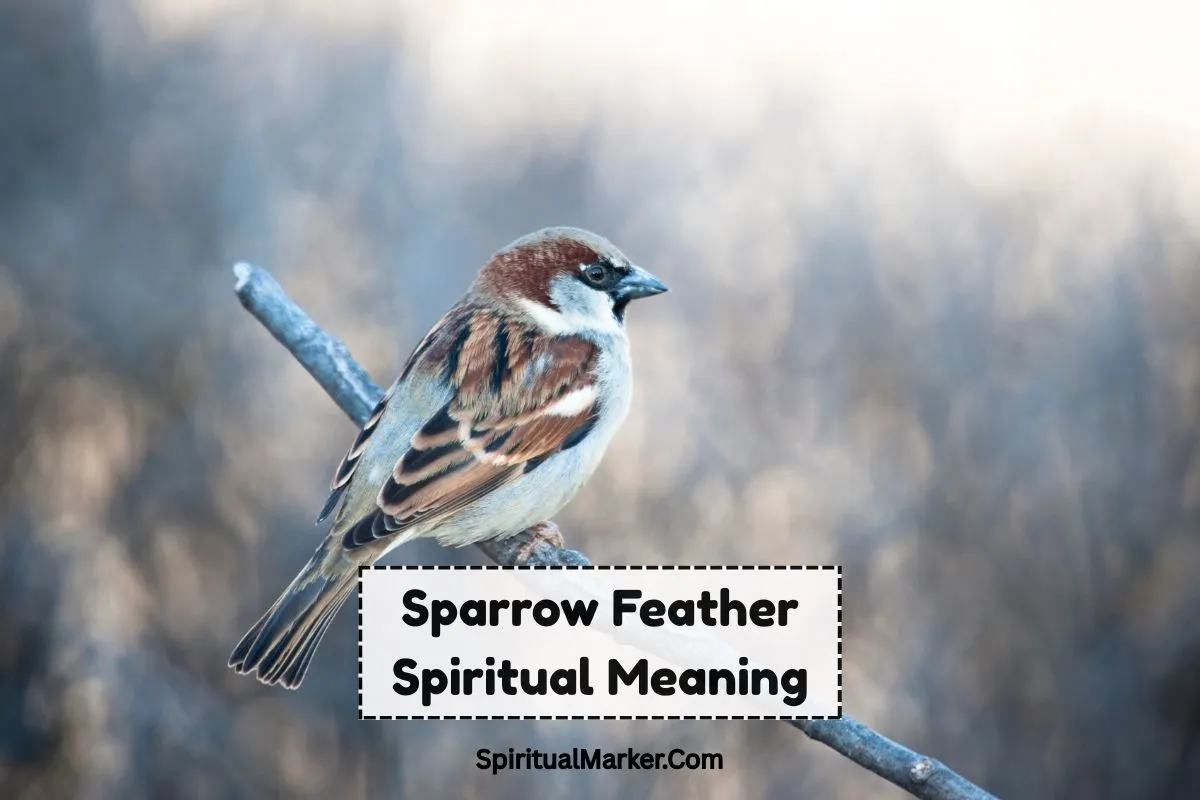 sparrow-feather-spiritual-meaning-and-symbolism