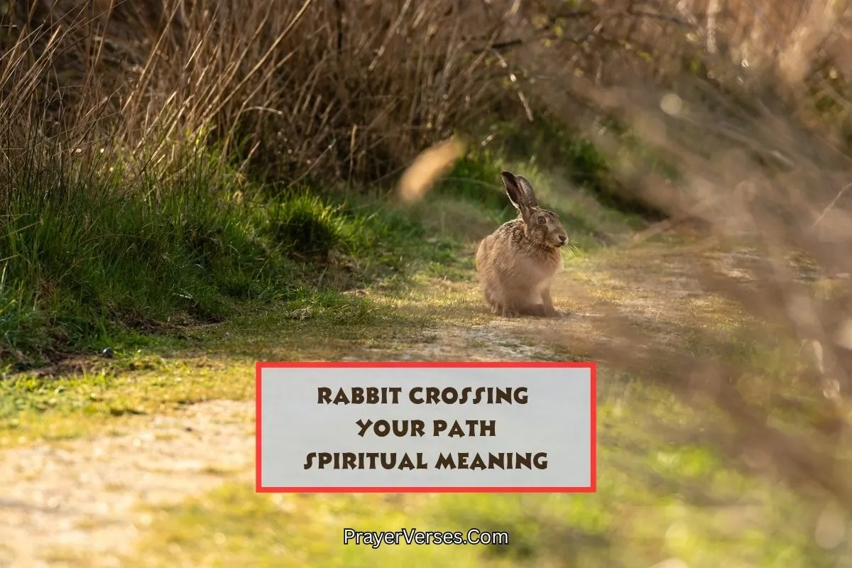 spiritual-meaning-of-rabbit-crossing-path